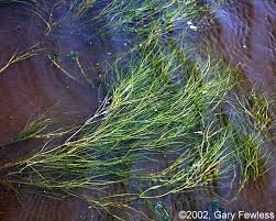 Attēlu rezultāti vaicājumam “Stuckenia pectinata”