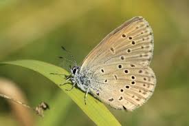 Attēlu rezultāti vaicājumam “Maculinea alcon underside”