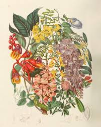 Attēlu rezultāti vaicājumam “Leguminosae”