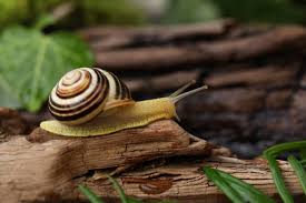 Attēlu rezultāti vaicājumam “Cepaea nemoralis”