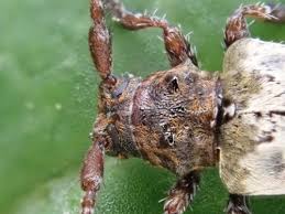 Attēlu rezultāti vaicājumam “Pogonocherus hispidulus”