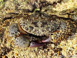 Image result for Eriphia verrucosa