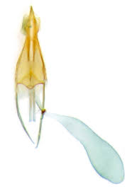 Attēlu rezultāti vaicājumam “Lyonetia prunifoliella”