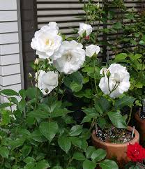 「アイスバーグ」の画像検索結果