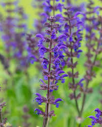 Attēlu rezultāti vaicājumam “Viola uliginosa flower”