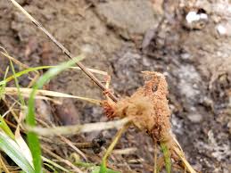 Attēlu rezultāti vaicājumam “Heterotrichia oerstedii (syn. Arcyria oerstedii) sessile”