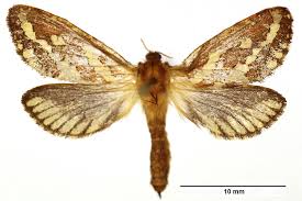 Attēlu rezultāti vaicājumam “Phymatopus hecta”