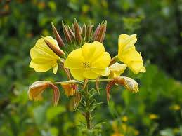 Image result for Nachtkerze