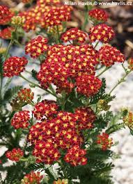 Attēlu rezultāti vaicājumam “Achillea ptarmica fruit”