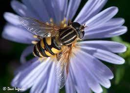 Attēlu rezultāti vaicājumam “Helophilus sp.”