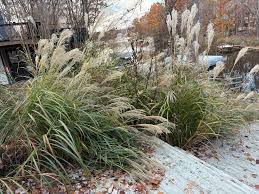 Image result for Miscanthus sinensis Zebrina