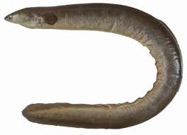 Image result for Anguilla anguilla