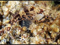 Image result for Myoxocephalus octodecemspinosus