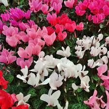 Attēlu rezultāti vaicājumam “Carex pseudocyperus female flower”