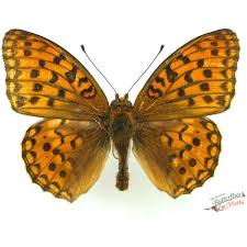 Attēlu rezultāti vaicājumam “Argynnis paphia”
