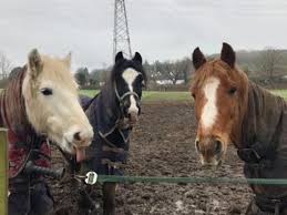 Image result for Lower Farm Stables