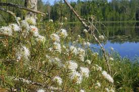 Attēlu rezultāti vaicājumam “Ledum palustre”