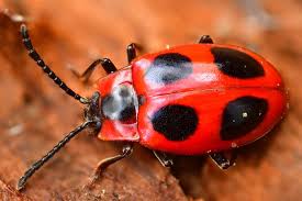 Attēlu rezultāti vaicājumam “Endomychus coccineus”
