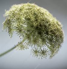 Attēlu rezultāti vaicājumam “Anethum graveolens”