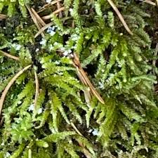 Attēlu rezultāti vaicājumam “Eurhynchium angustirete sporophyte”