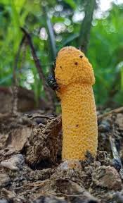 Attēlu rezultāti vaicājumam “Phleogena faginea young”