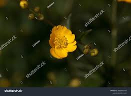 Attēlu rezultāti vaicājumam “Ranunculus polyanthemos”