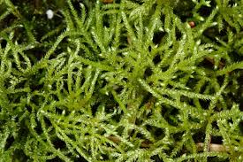 Attēlu rezultāti vaicājumam “Brachythecium”