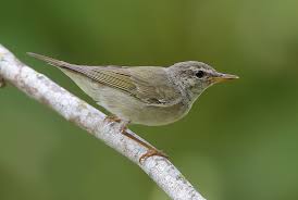 Image result for Phylloscopus borealis