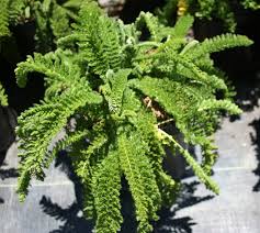 Attēlu rezultāti vaicājumam “Achillea salicifolia leaf”