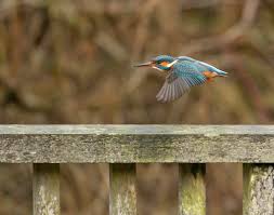 Attēlu rezultāti vaicājumam “Alcedo atthis”