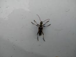 Attēlu rezultāti vaicājumam “Pyrrhocoris apterus imago”