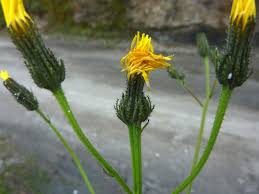 Attēlu rezultāti vaicājumam “Picris hieracioides”