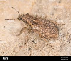 Attēlu rezultāti vaicājumam “Sitona sp.”