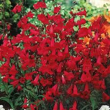 Image result for Penstemon