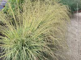 Attēlu rezultāti vaicājumam “Molinia caerulea leaf”