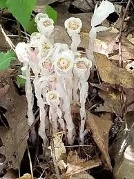 Attēlu rezultāti vaicājumam “Plantago uniflora flower”