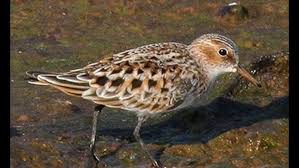 Attēlu rezultāti vaicājumam “Calidris minuta”