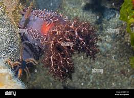 Image result for Cucumaria frondosa