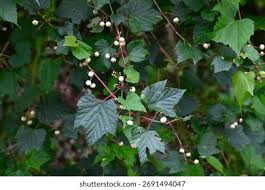 Attēlu rezultāti vaicājumam “Vitaceae”