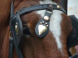 Image result for scheuklappen