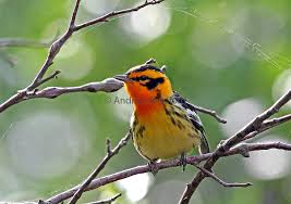 Image result for Dendroica fusca