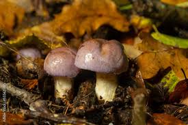 Attēlu rezultāti vaicājumam “Cortinarius traganus”