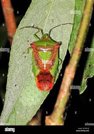 Attēlu rezultāti vaicājumam “Acanthosoma haemorrhoidale”