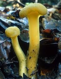 Attēlu rezultāti vaicājumam “Leotia lubrica”