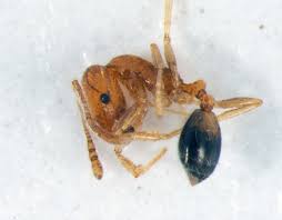 Attēlu rezultāti vaicājumam “Anthrenus sp.”