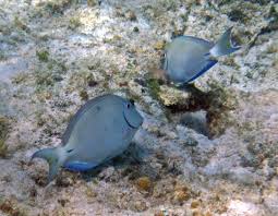 Image result for Acanthurus bahianus