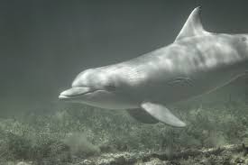Image result for Tursiops truncatus
