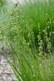 Attēlu rezultāti vaicājumam “Lycogala roseosporum sessile”