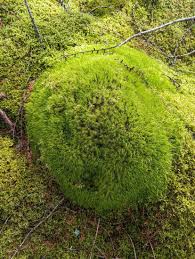 Attēlu rezultāti vaicājumam “| Dicranum”