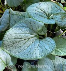 Attēlu rezultāti vaicājumam “Brunnera macrophylla”